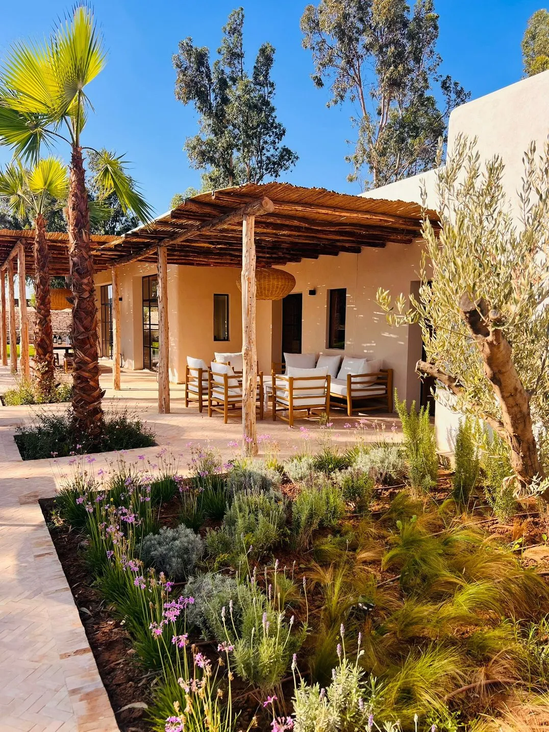 Olivier centenaire au cœur du jardin planté de graminées