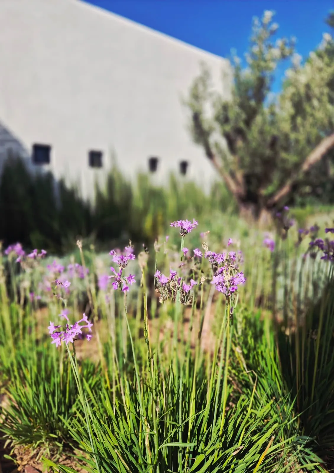 Massifs fleuris de lavande et graminées le long de la terrasse