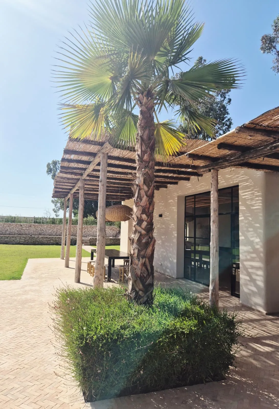 Palmier et pergola ombrageant la terrasse ouverte sur la pelouse